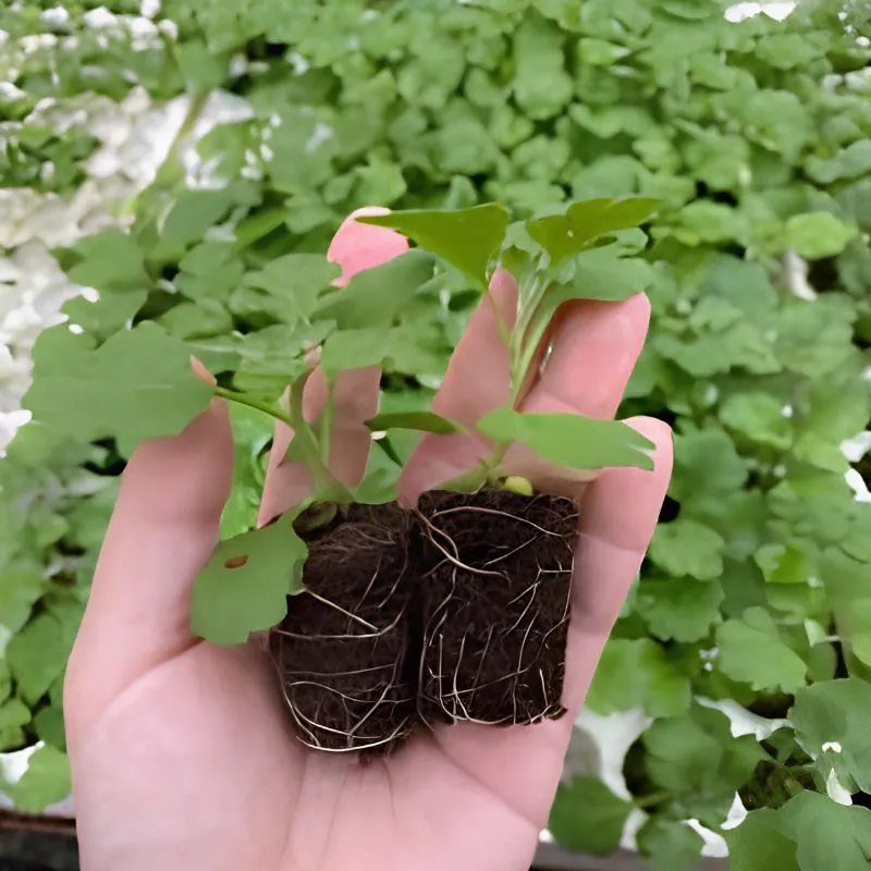 Cúc Mâm Xôi Cam Chợ Lách Cấy Mô