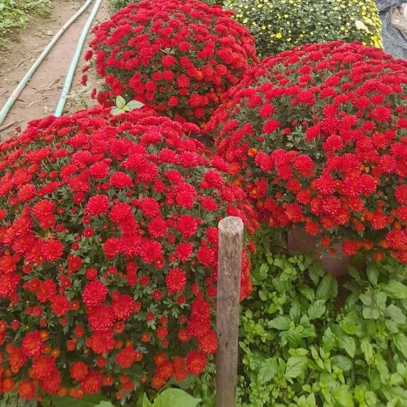 Cúc Mâm Xôi Đỏ Chợ Lách Cấy Mô