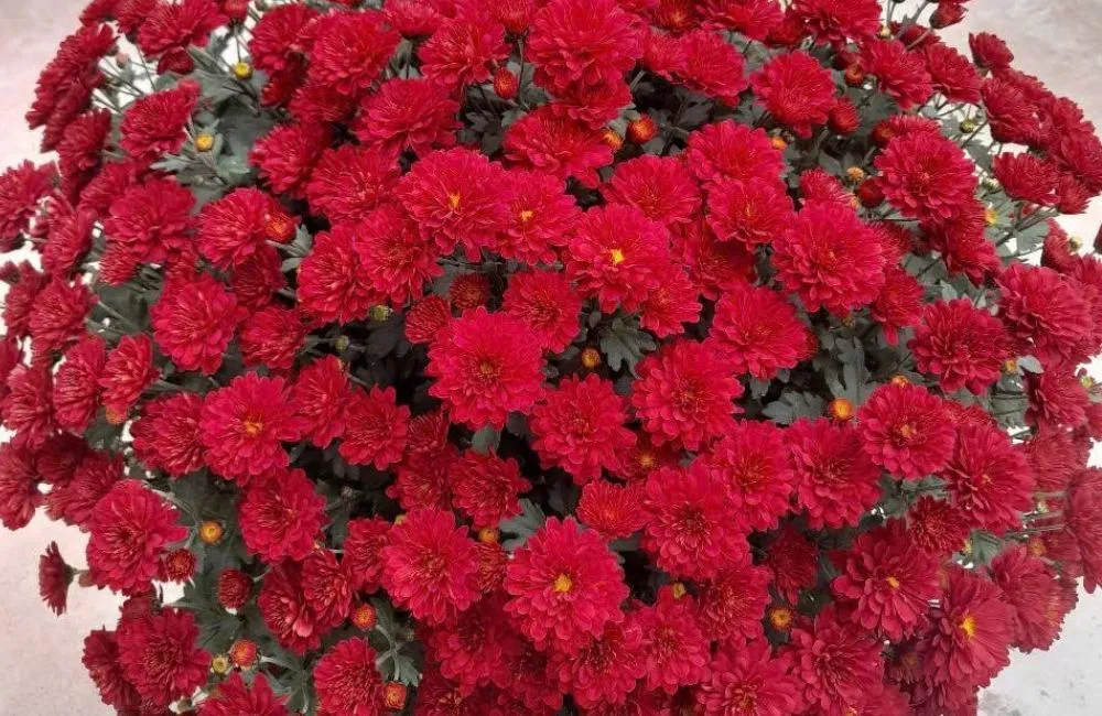 Cúc Mâm Xôi Đỏ Chợ Lách Cấy Mô