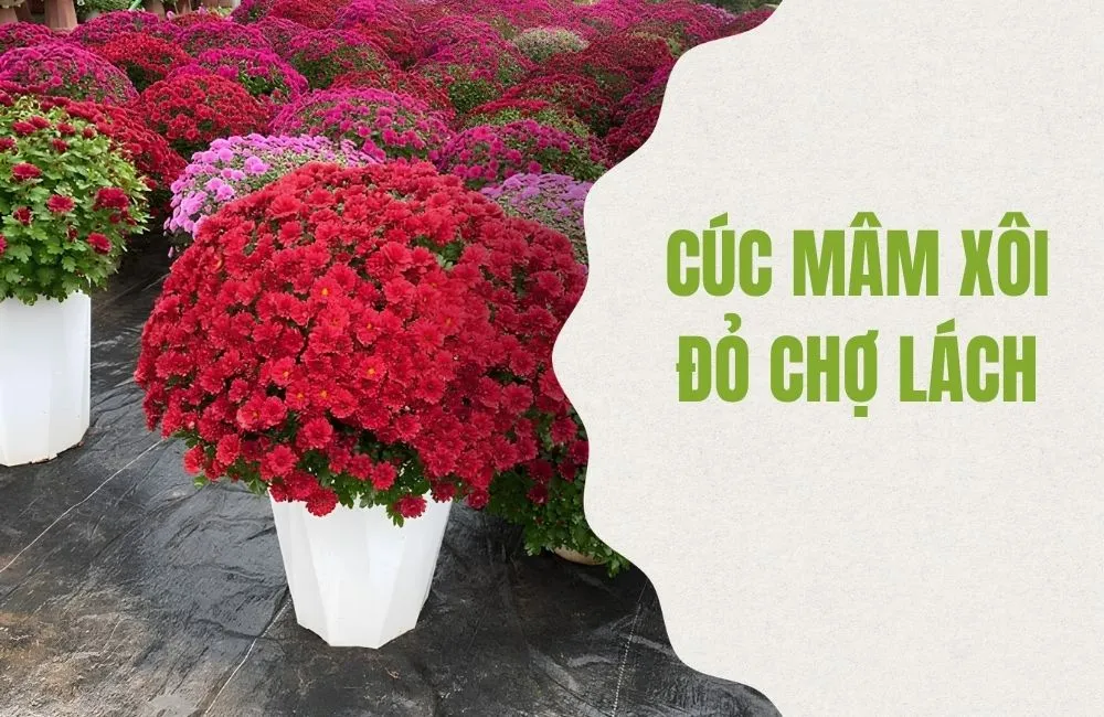 Cúc Mâm Xôi Đỏ Chợ Lách Cấy Mô