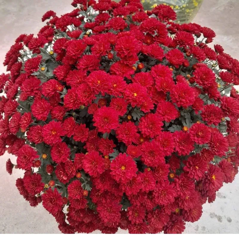 Cúc Mâm Xôi Đỏ Chợ Lách Cấy Mô - Ảnh 4