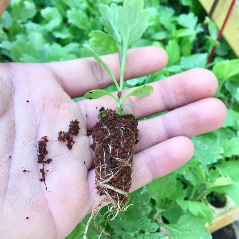Cúc Mâm Xôi Đỏ Chợ Lách Cấy Mô