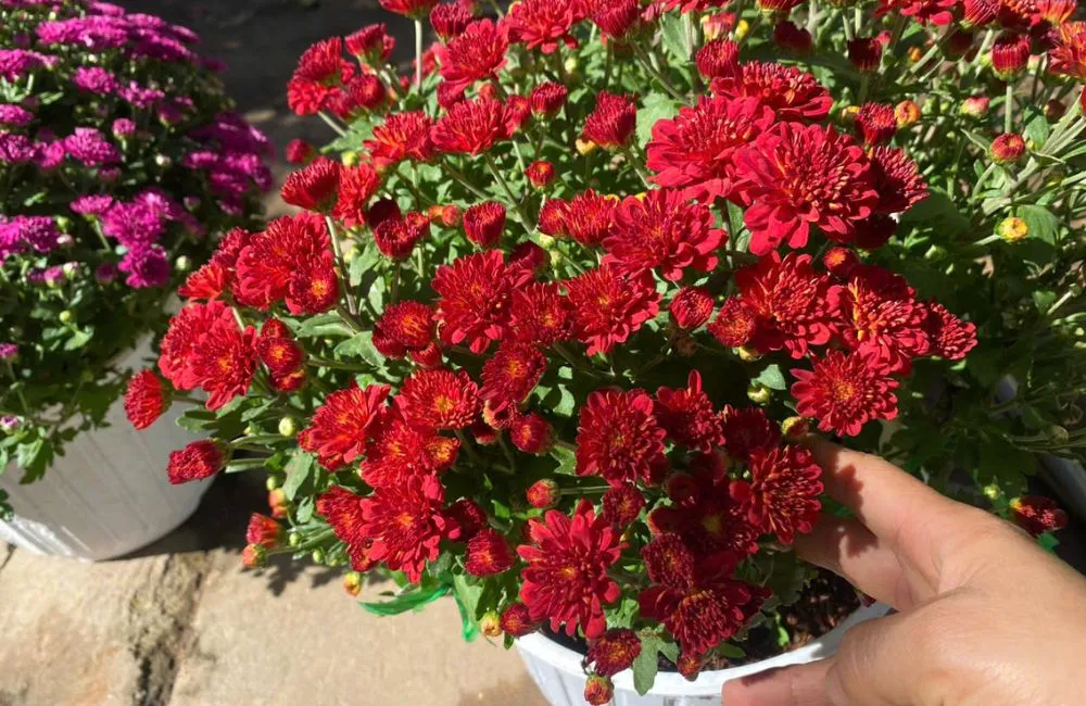 Cúc Mâm Xôi Đỏ Chợ Lách Cấy Mô