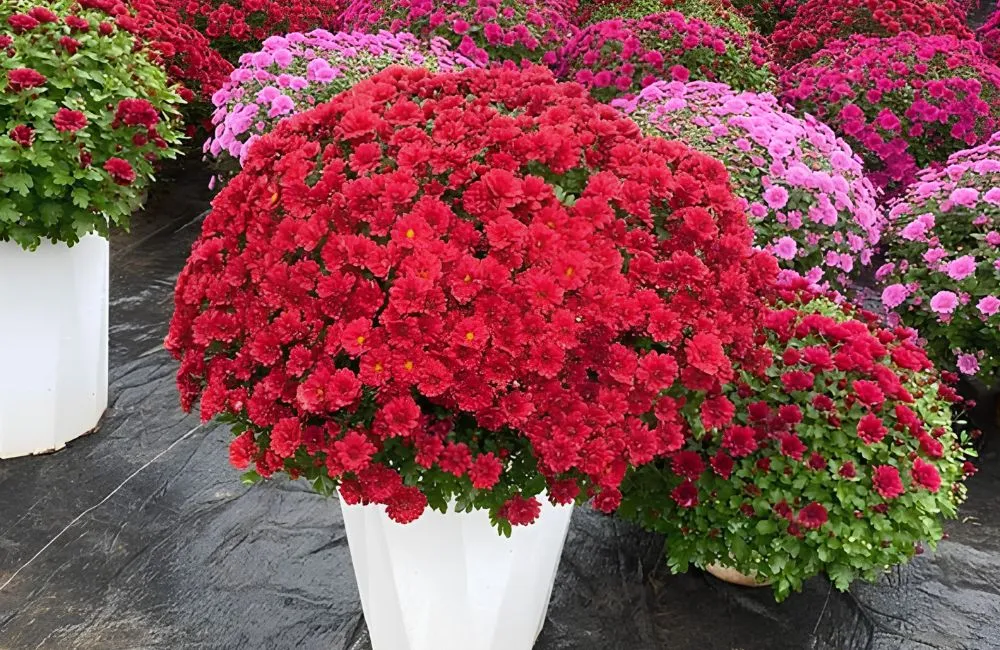 Cúc Mâm Xôi Đỏ Chợ Lách Cấy Mô