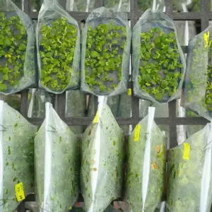 Cúc Mâm Xôi Đỏ Chợ Lách Cấy Mô