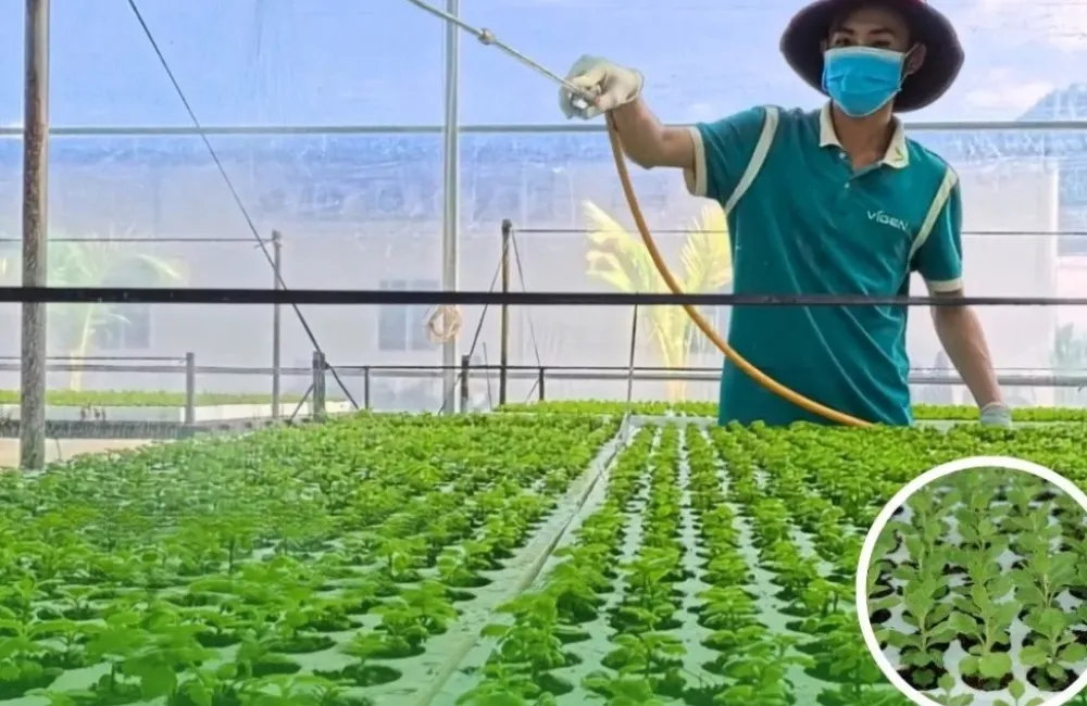 Cúc Mâm Xôi Đỏ Chợ Lách Cấy Mô