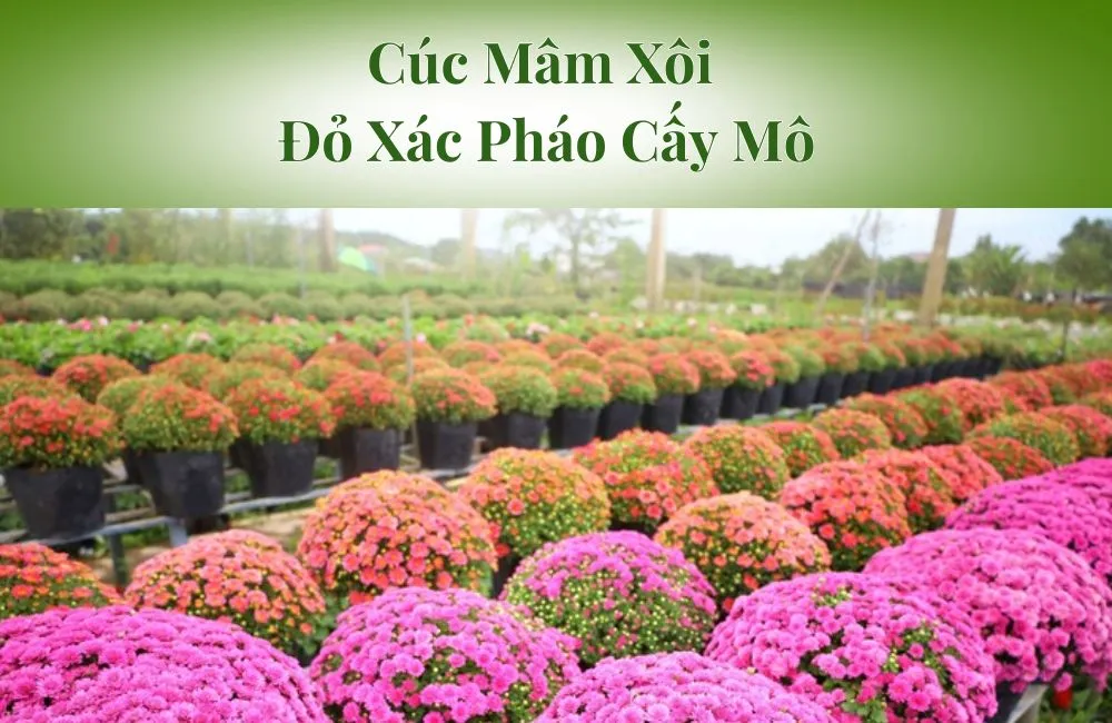 Cúc Mâm Xôi Đỏ Xác Pháo Cấy Mô