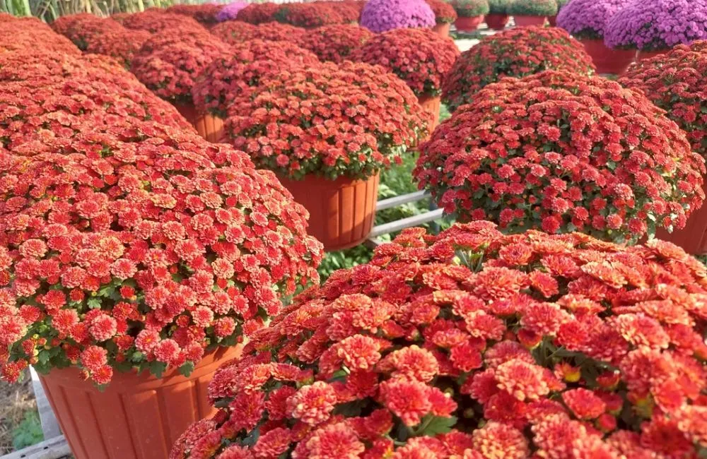 Cúc Mâm Xôi Đỏ Xác Pháo Cấy Mô