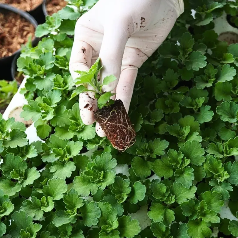 Cúc Mâm Xôi Đỏ Xác Pháo Cấy Mô