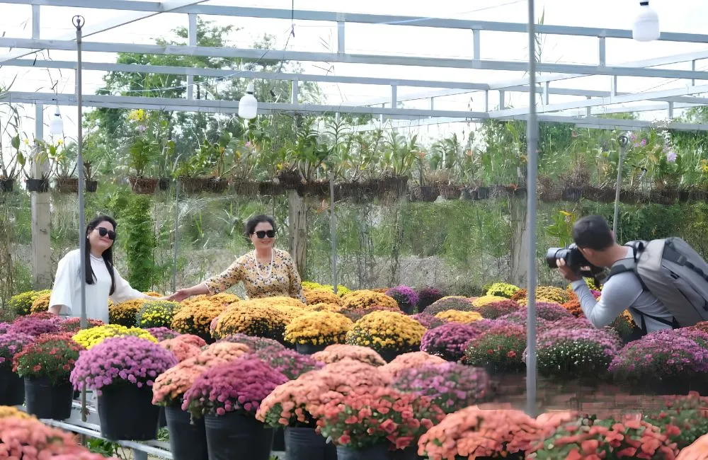 Cúc Mâm Xôi Đỏ Xác Pháo Cấy Mô