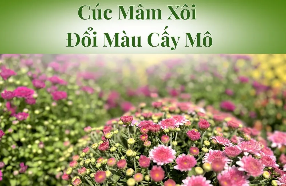 Cúc Mâm Xôi Đổi Màu Cấy Mô