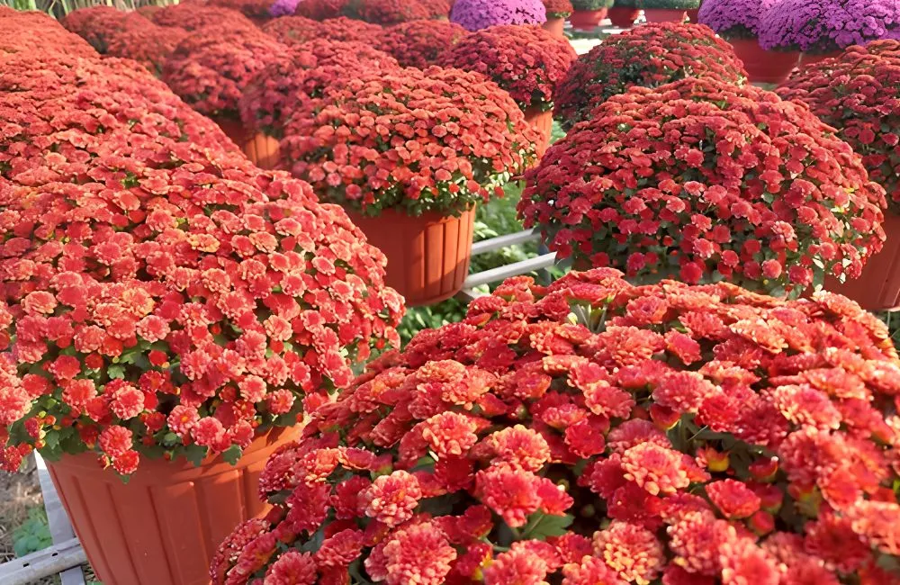 Cúc Mâm Xôi Đổi Màu Cấy Mô