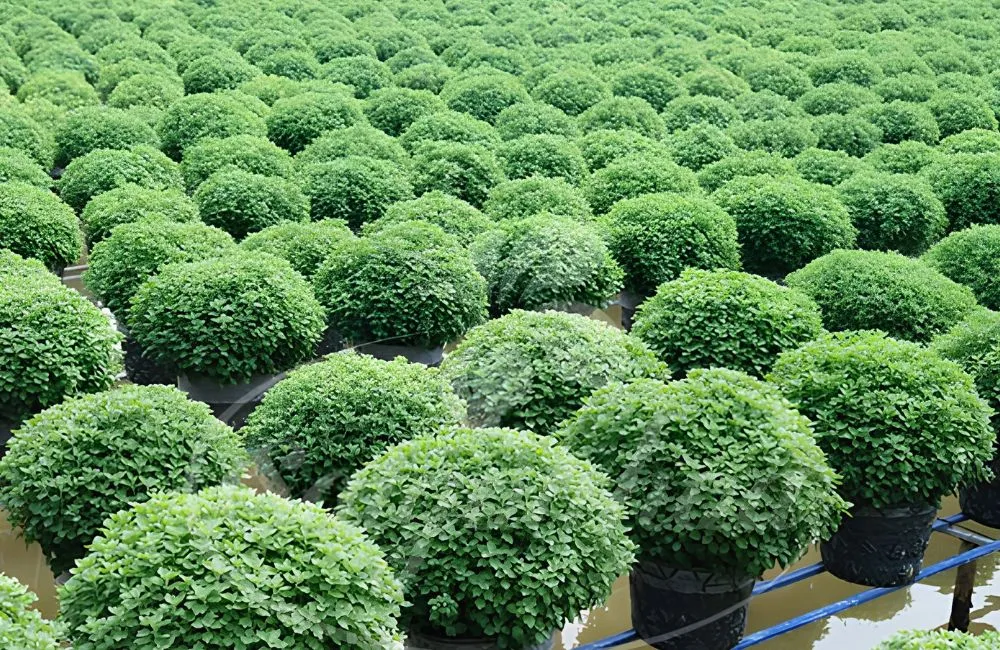 Cúc Mâm Xôi Đổi Màu Cấy Mô