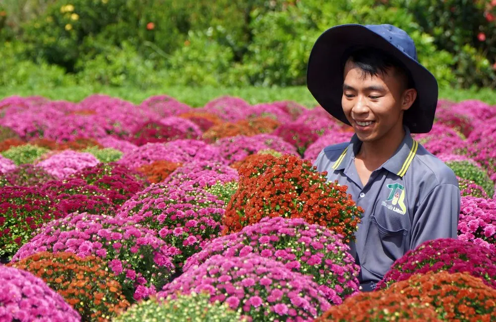 Cúc Mâm Xôi Đổi Màu Cấy Mô