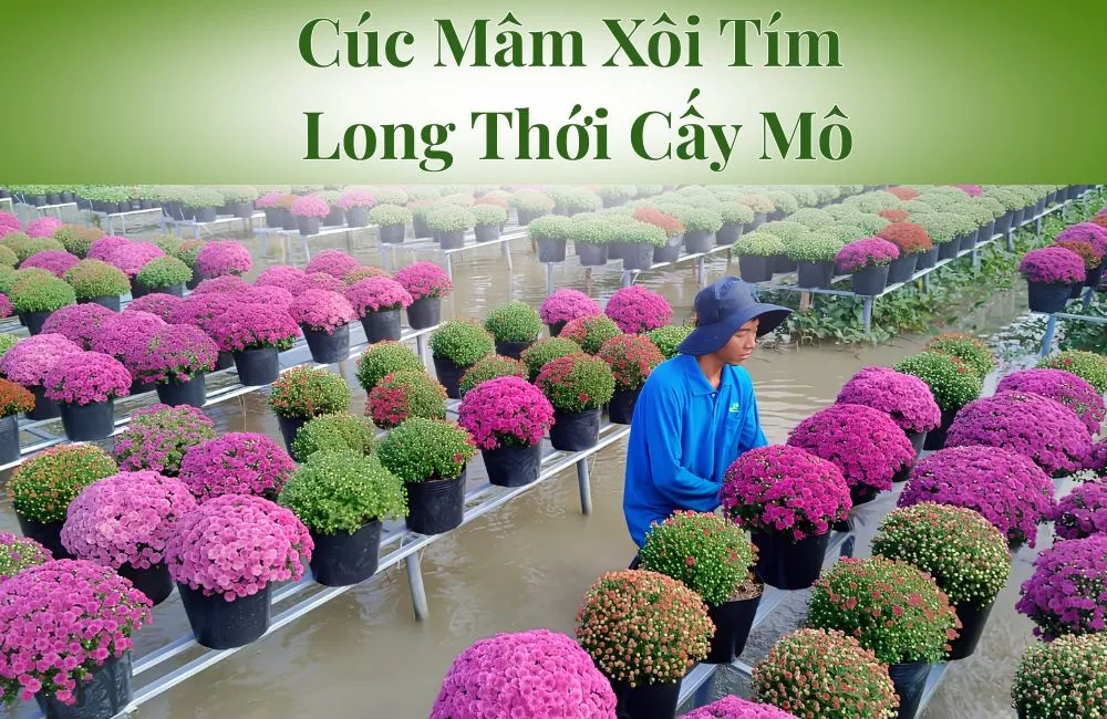 Cúc Mâm Xôi Tím Cái Mơn Cấy Mô