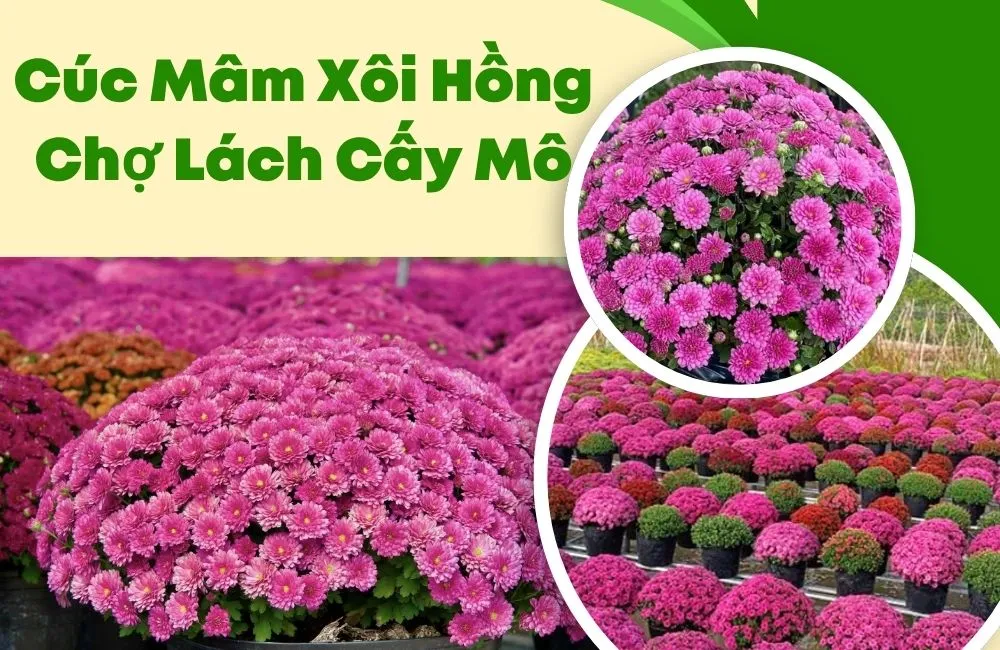 Cúc Mâm Xôi Hồng Chợ Lách Cấy Mô