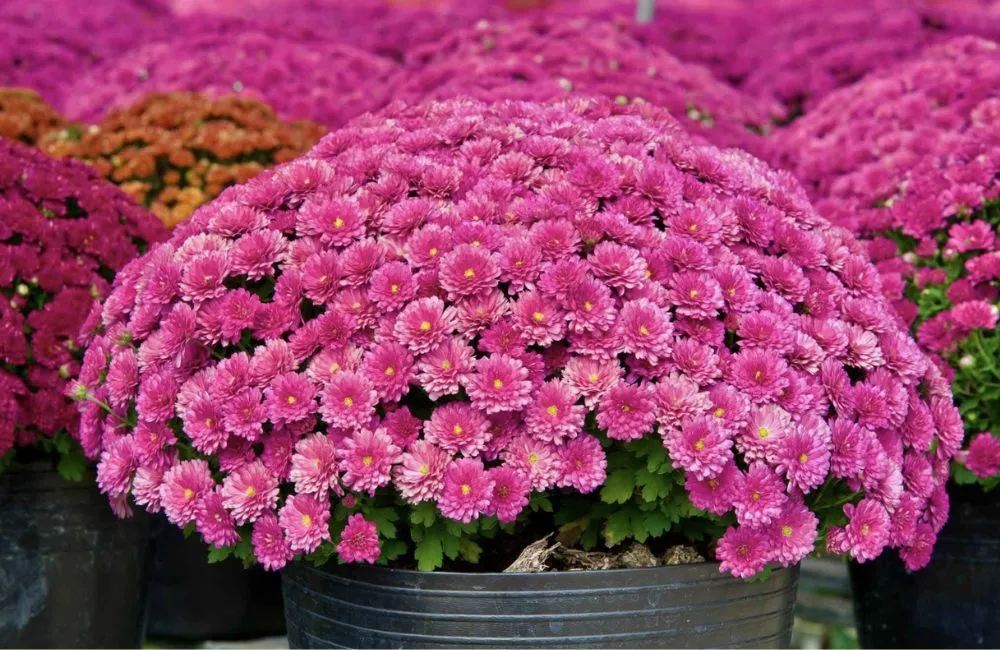 Cúc Mâm Xôi Hồng Chợ Lách Cấy Mô