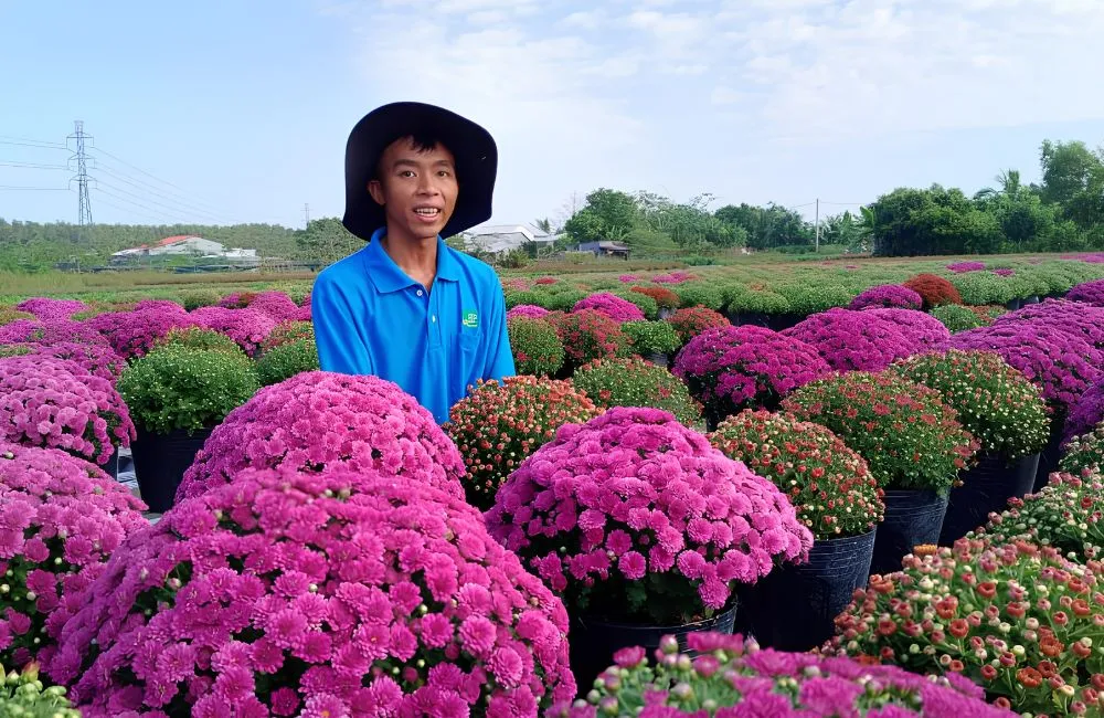 Cúc Mâm Xôi Hồng Chợ Lách Cấy Mô