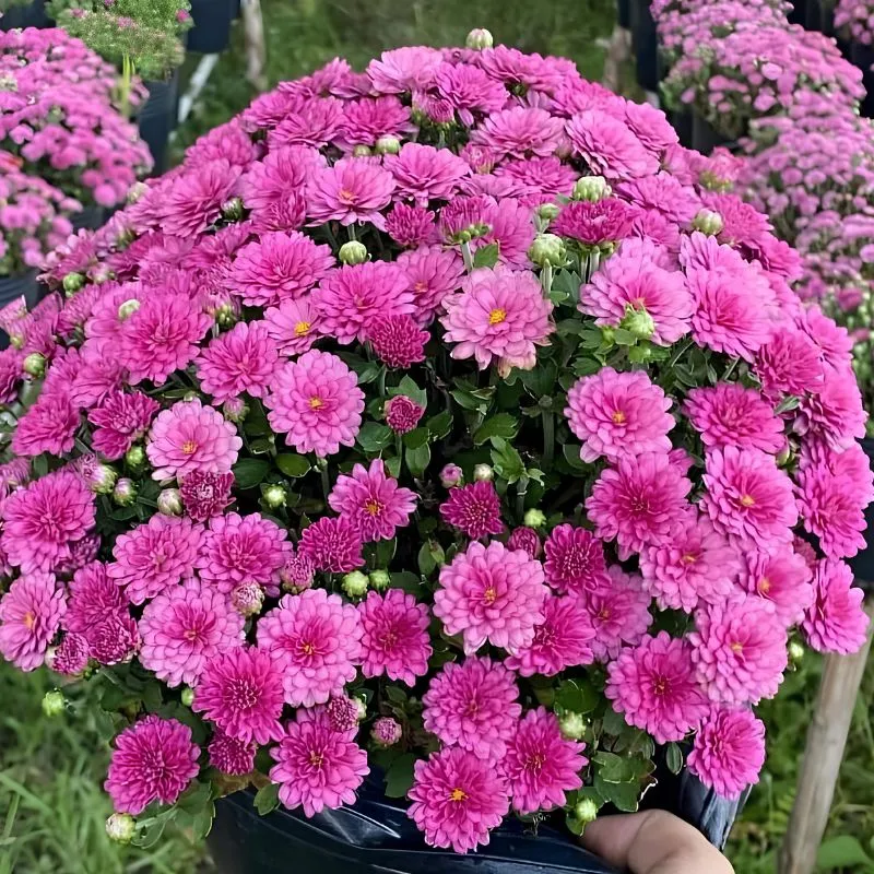 Cúc Mâm Xôi Hồng Chợ Lách Cấy Mô