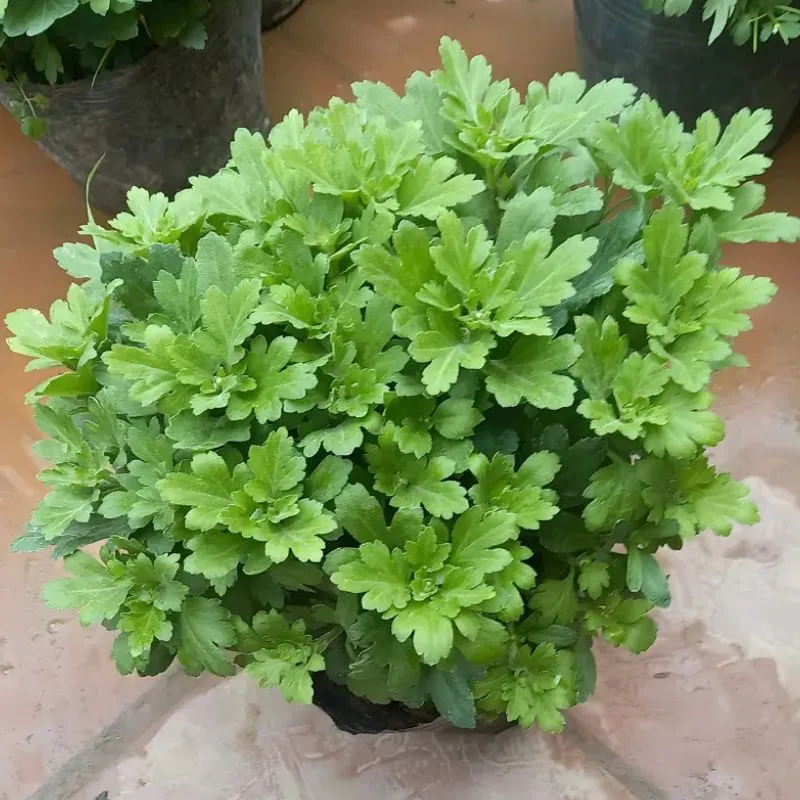 Cúc Mâm Xôi Hồng Chợ Lách Cấy Mô