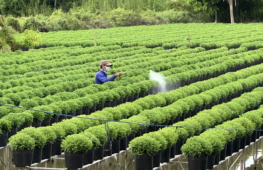 Cúc Mâm Xôi Hồng Chợ Lách Cấy Mô