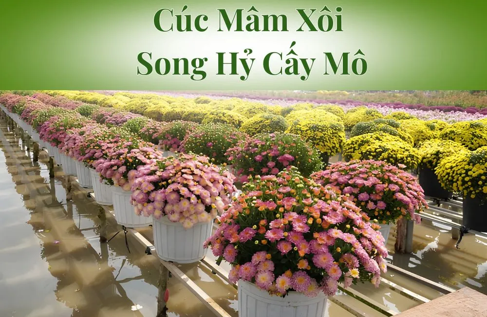 Cúc Mâm Xôi Song Hỷ Cấy Mô