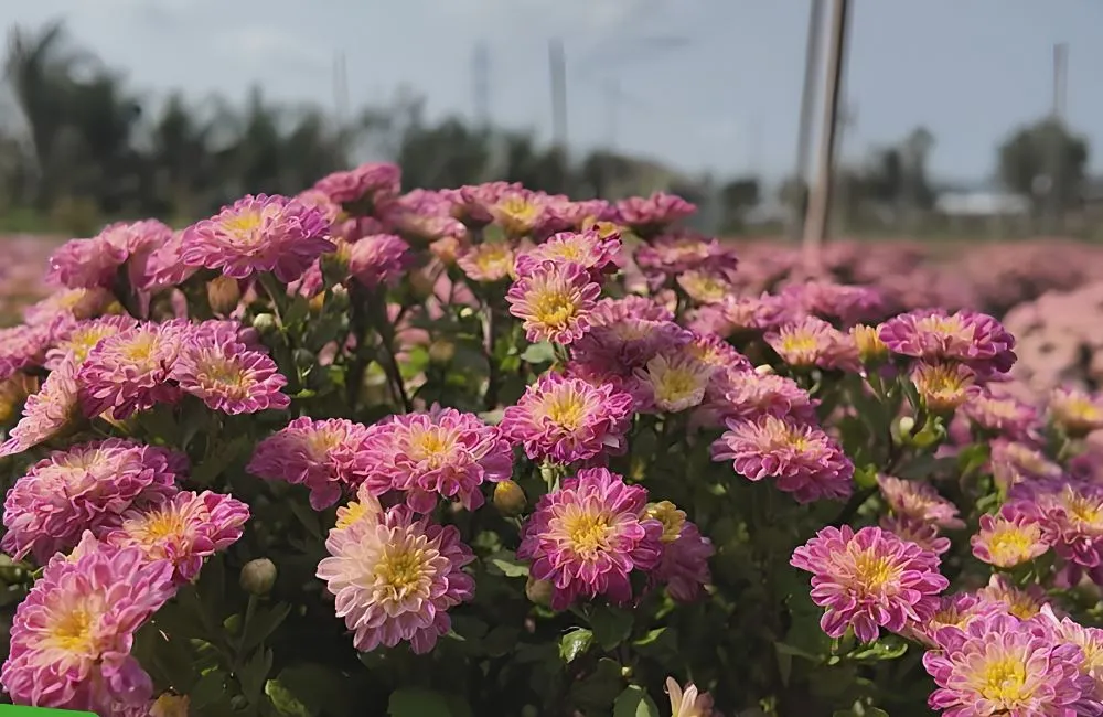 Cúc Mâm Xôi Song Hỷ Cấy Mô