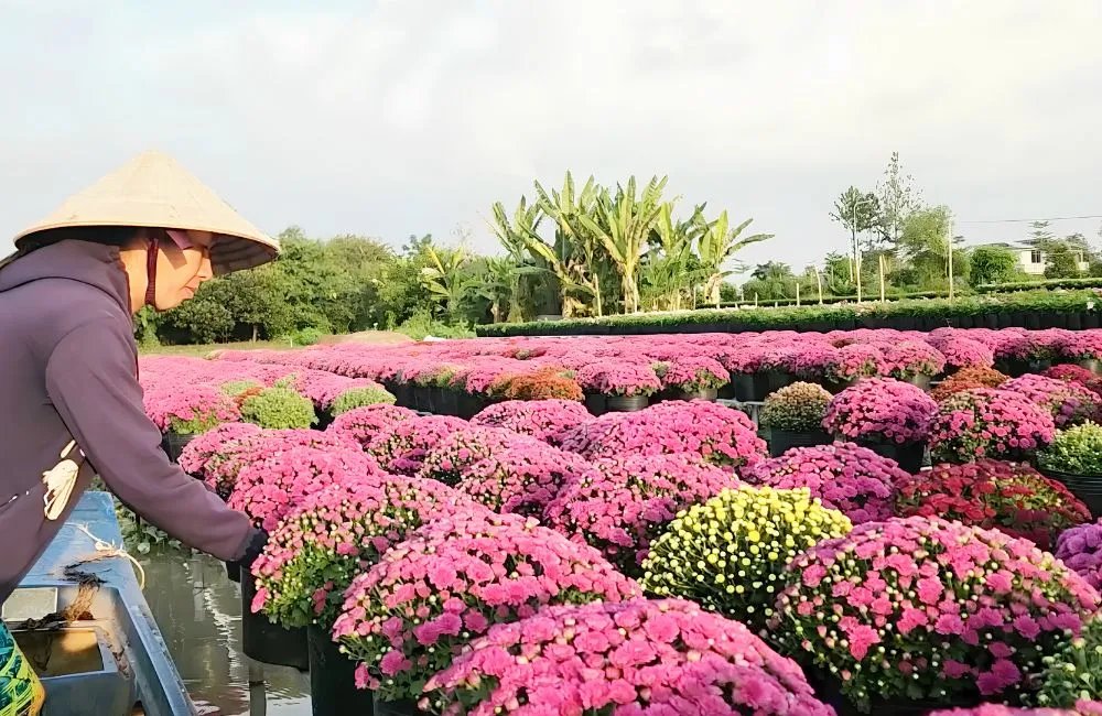 Cúc Mâm Xôi Song Hỷ Cấy Mô