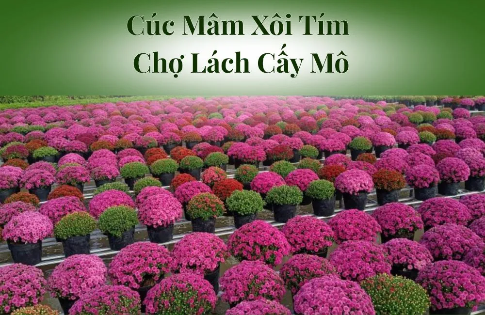 Cúc Mâm Xôi Tím Chợ Lách Cấy Mô