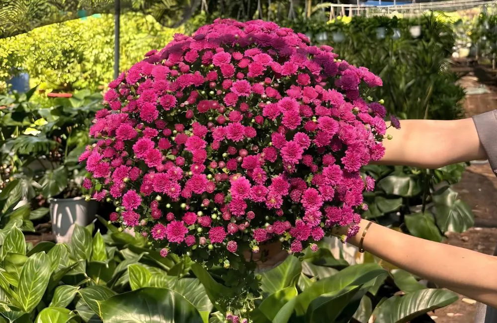 Cúc Mâm Xôi Tím Chợ Lách Cấy Mô