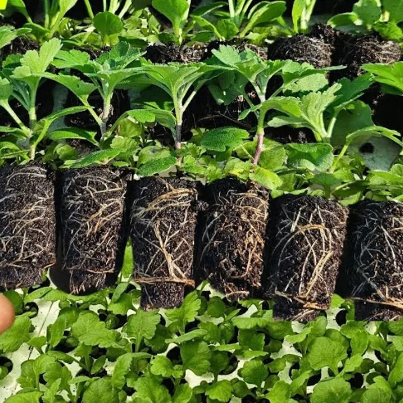Cúc Mâm Xôi Tím Chợ Lách Cấy Mô