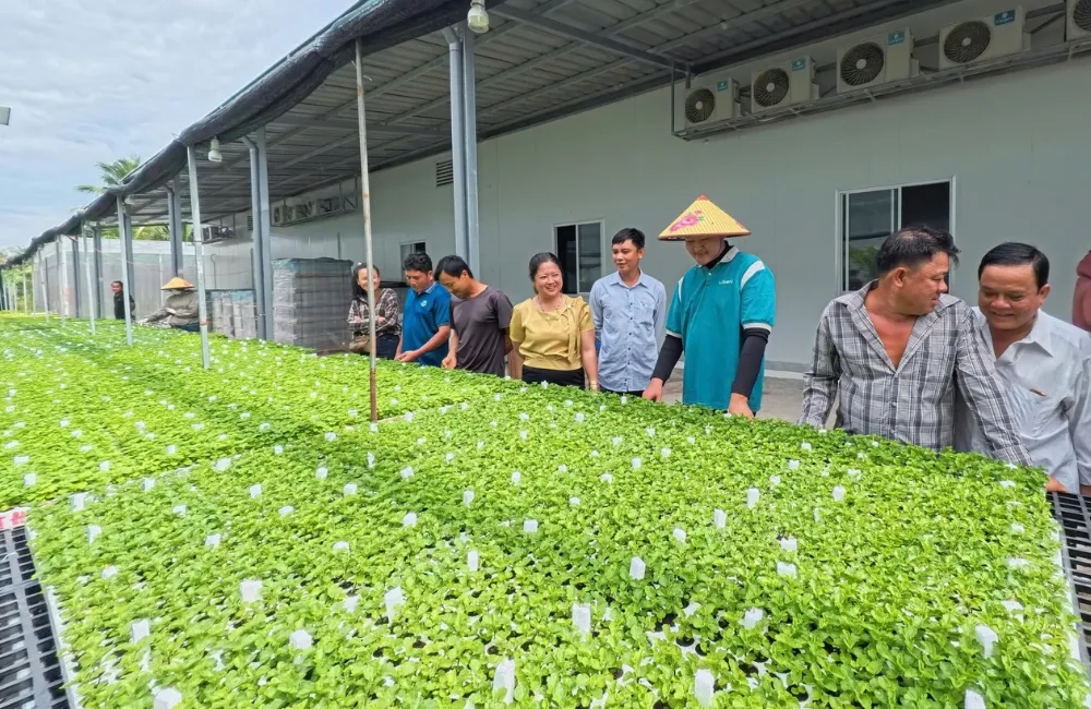 Cúc mâm xôi tím Chợ Lách cấy mô