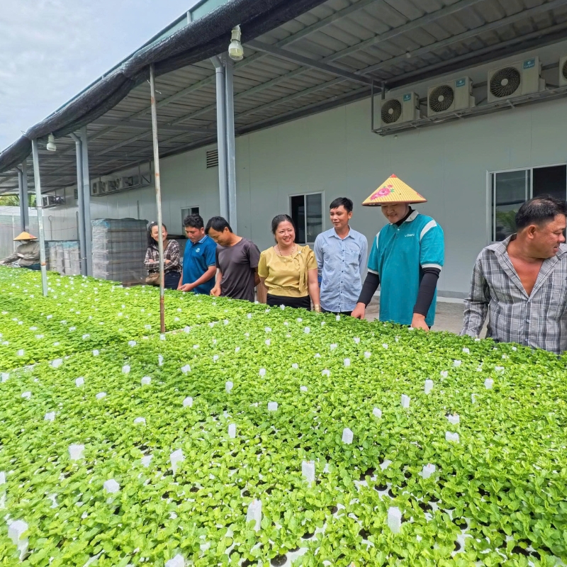 Cúc mâm xôi tím Long Thới cấy mô