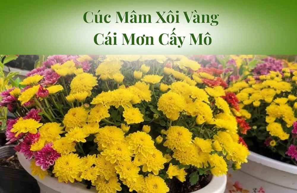 Cúc Mâm Xôi Vàng Cái Mơn Cấy Mô