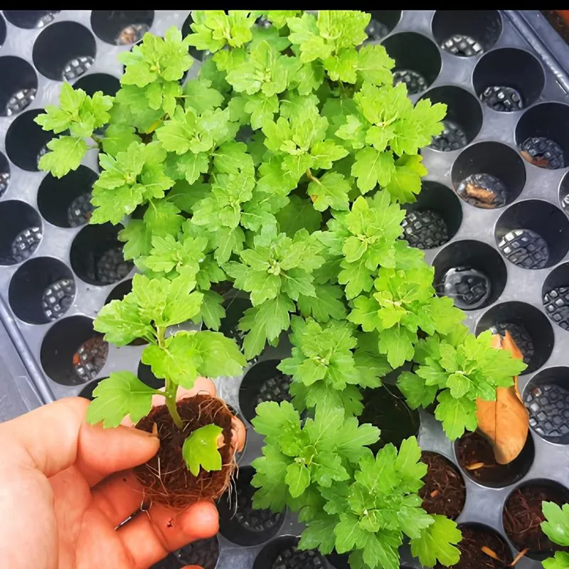 Cúc Mâm Xôi Vàng Cái Mơn Cấy Mô