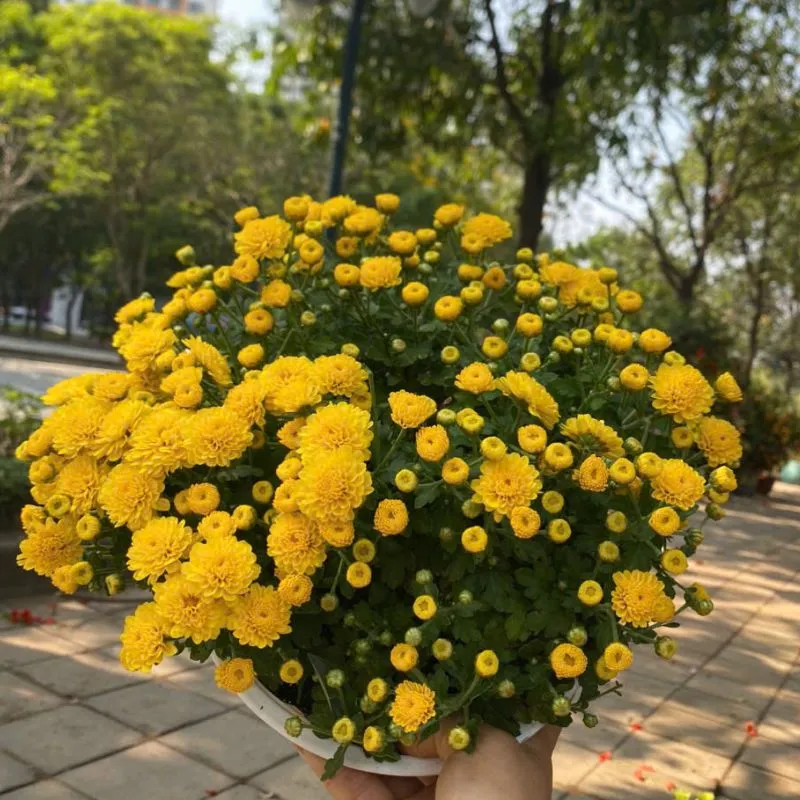 Cúc Mâm Xôi Vàng Cái Mơn Cấy Mô
