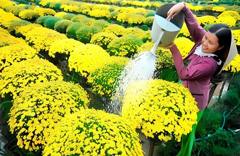 Cúc Mâm Xôi Vàng Chợ Lách Cấy Mô