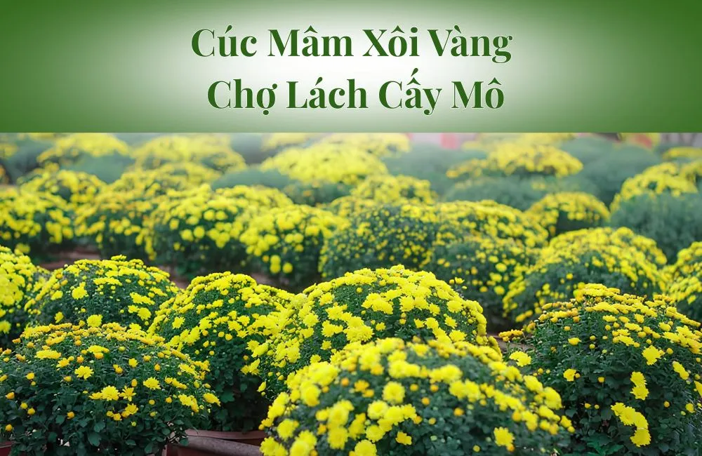 Cúc Mâm Xôi Vàng Chợ Lách Cấy Mô
