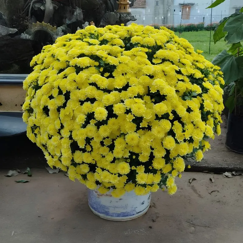 Cúc Mâm Xôi Vàng Chợ Lách Cấy Mô
