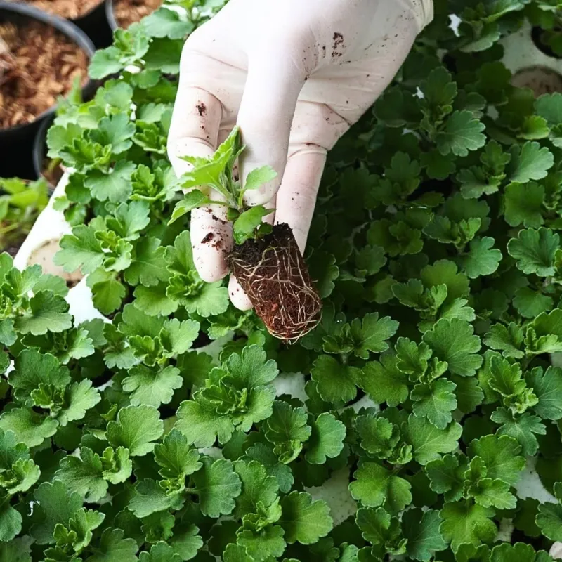 Cúc mâm xôi vàng Chợ Lách cấy mô