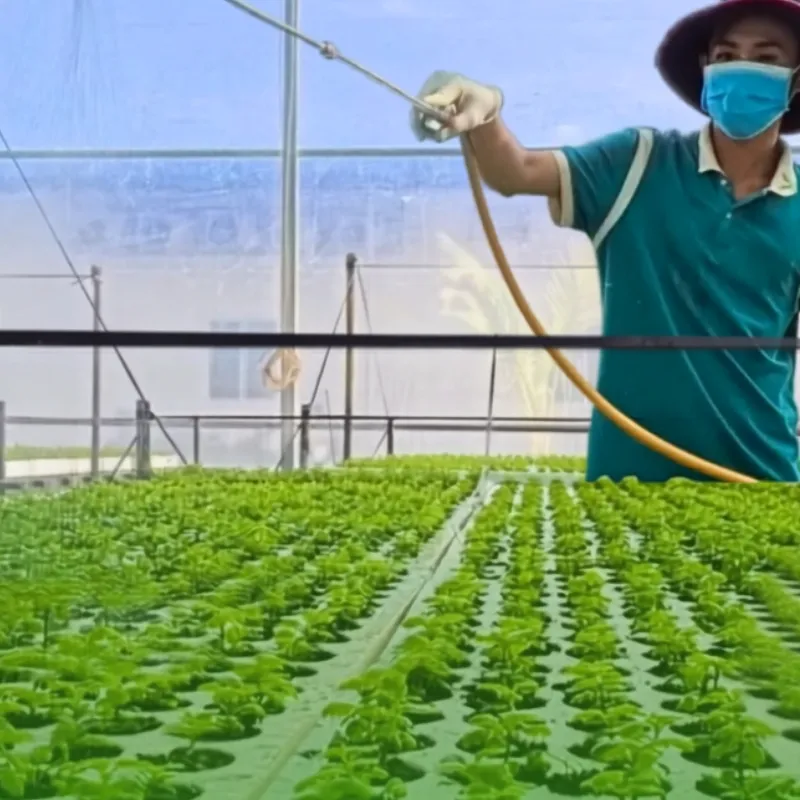 Cúc mâm xôi vàng Chợ Lách cấy mô