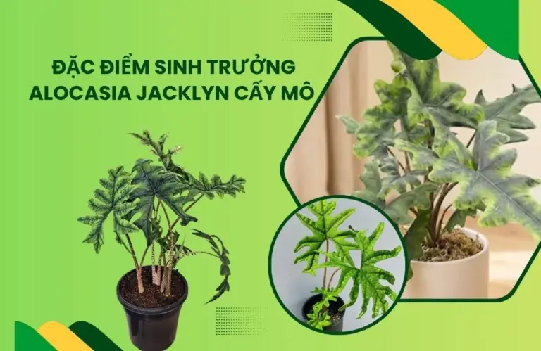 Đặc điểm sinh trưởng Alocasia Jacklyn cấy mô có gì đặc biệt?