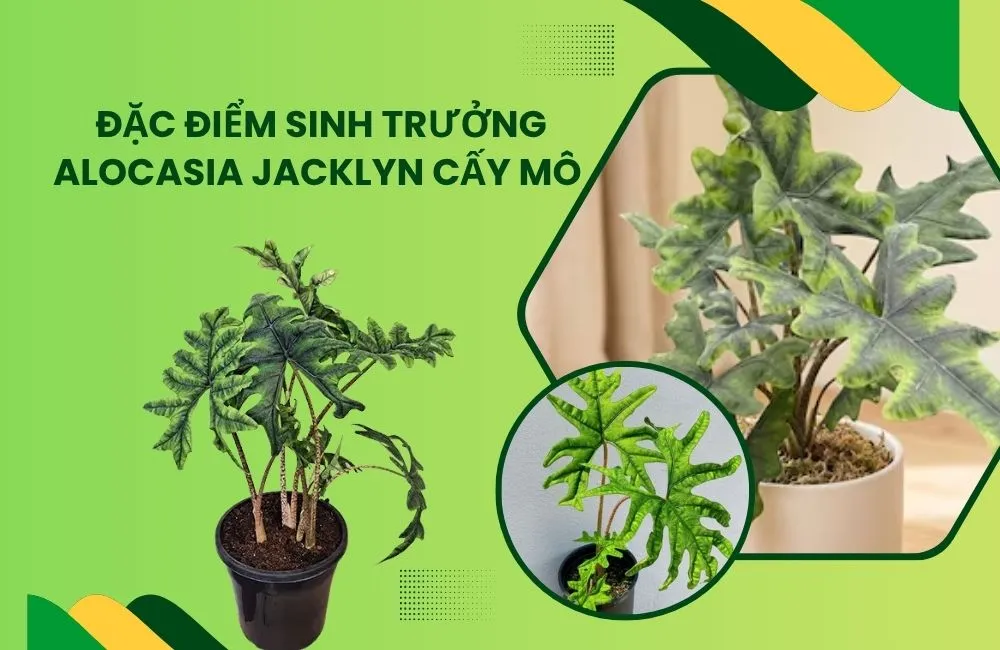 Đặc điểm sinh trưởng Alocasia Jacklyn cấy mô
