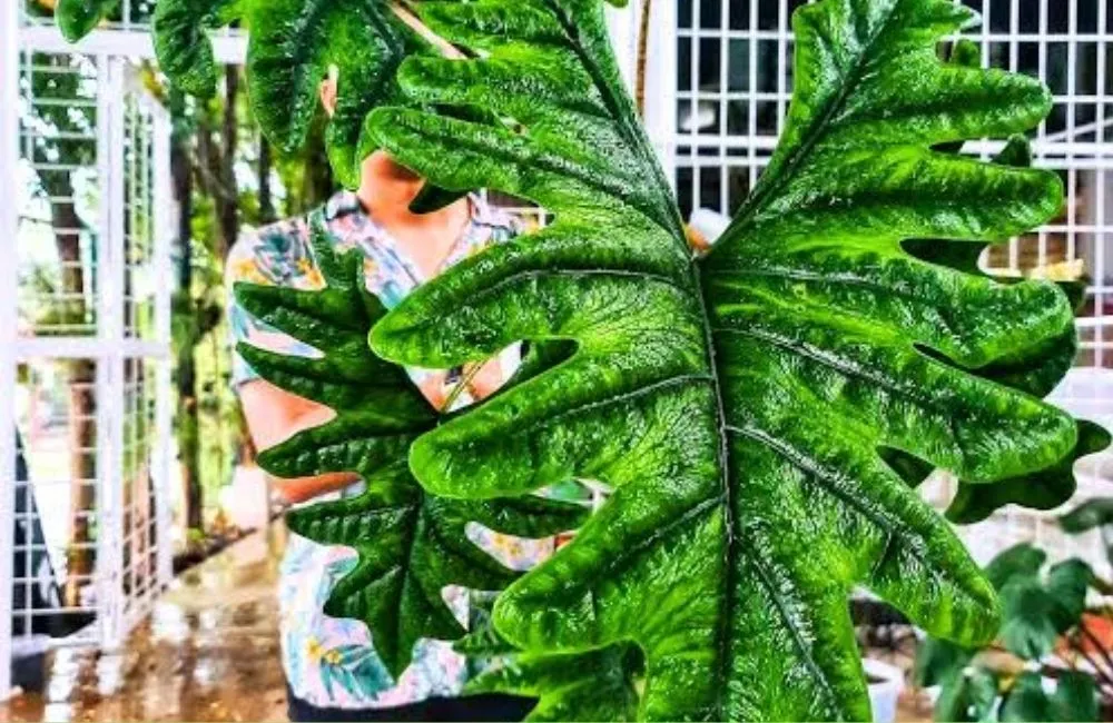 Đặc điểm sinh trưởng Alocasia Jacklyn cấy mô