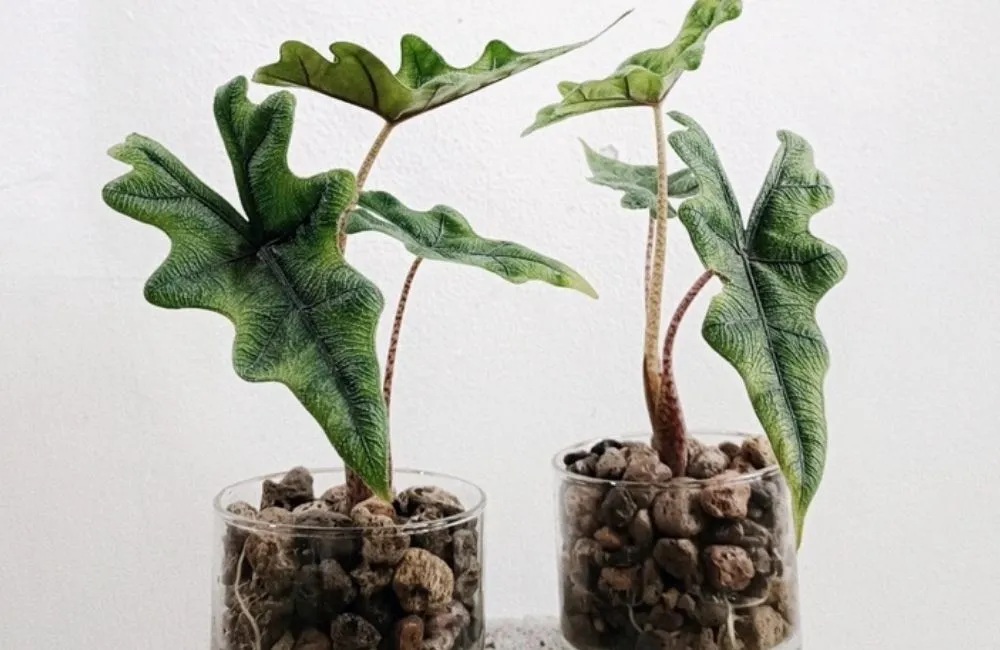 Đặc điểm sinh trưởng Alocasia Jacklyn cấy mô