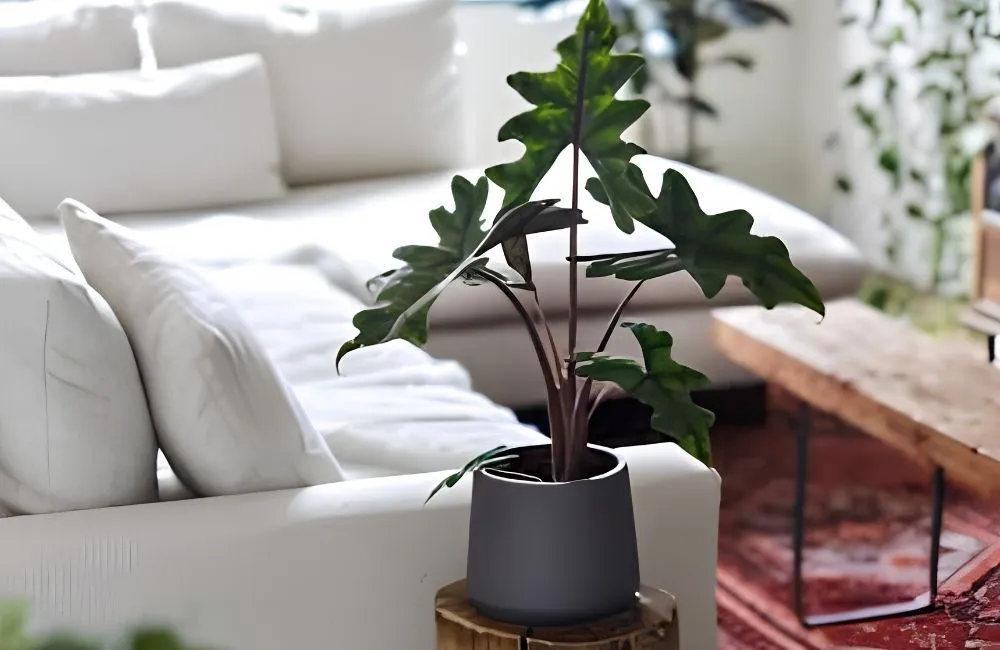 Đặc điểm sinh trưởng Alocasia Jacklyn cấy mô