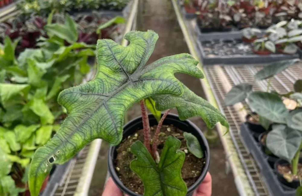 Đặc điểm sinh trưởng Alocasia Jacklyn cấy mô