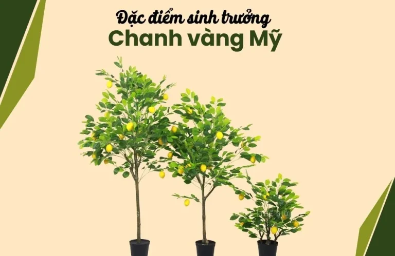 Đặc điểm sinh trưởng chanh vàng Mỹ bà con cần biết