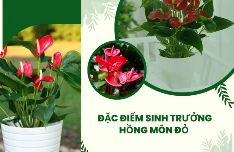Đặc điểm sinh trưởng hồng môn đỏ mà người trồng nên biết