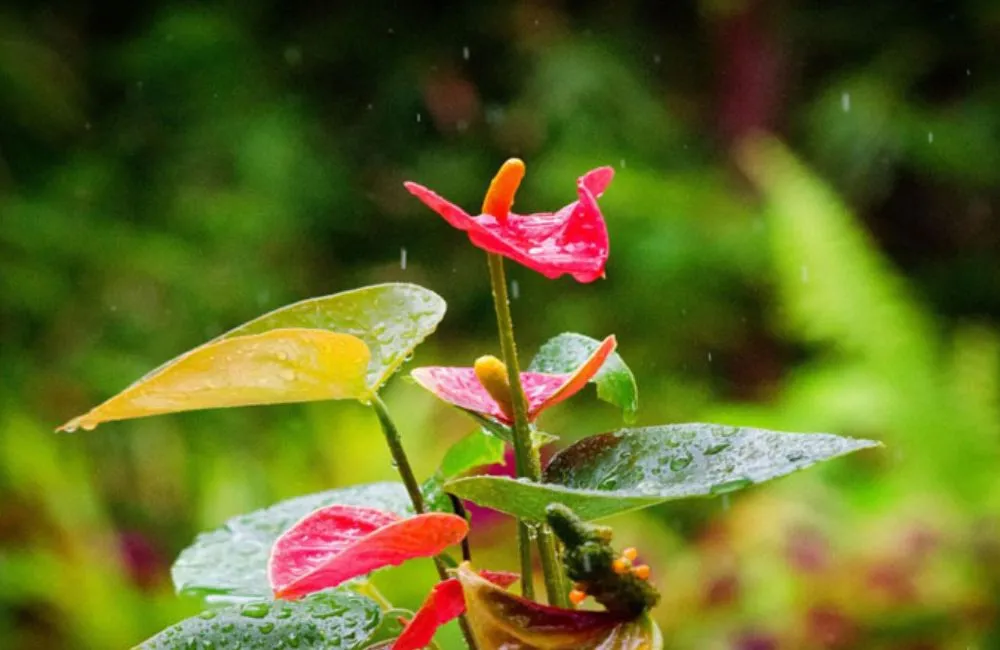 Đặc điểm sinh trường Hồng môn đỏ cấy mô